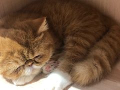 -瞄一喵猫咖(格力海岸店)