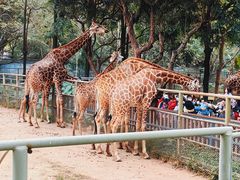 -深圳野生动物园