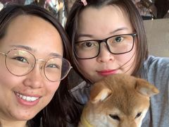 -柴犬高等学院·狗咖·柴犬售卖·宠物训练