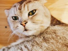 -猫咪派对(江南西店)