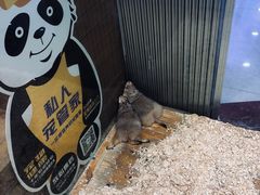 -龟与熊猫宠物公园(南坪店)
