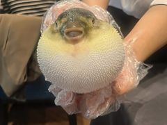 -肆月河豚·新淮扬(金融街店)