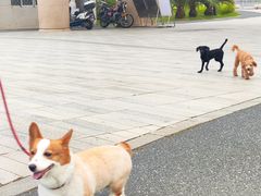 -华侨公园
