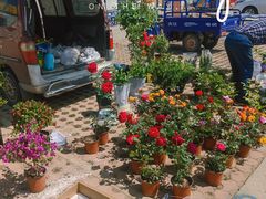 -南戴河海滨市场