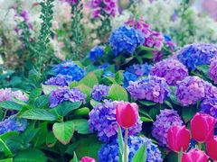 -海心沙亚运公园