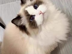 -猫十亿·布偶金渐层·曼基康矮脚猫舍(青年路店)