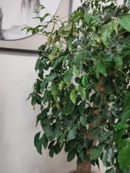 -后宫·古装汉服京剧儿童亲子全家福摄影