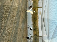 -盐城丹顶鹤湿地生态旅游区