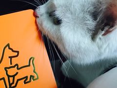 -纳吉亚猫专科动物诊疗中心(蒋宅口分院)