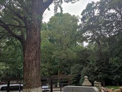 -灵谷景区