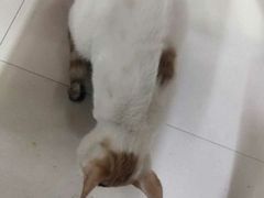 -黄家馄饨(铁心桥店)