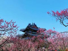 -紫金山山顶公园