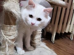 -纳吉亚猫专科动物诊疗中心(蒋宅口分院)