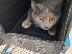 -安安宠医·臻爱宠物医院·宠保定点(营门口路分院)