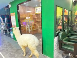 -神奇动物撸宠馆·羊驼·小浣熊·异宠(豫园店)