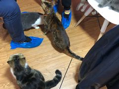 -李小姐の猫咖啡馆(五角场店)