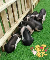 -萌宠亲子动物乐园(槐房万达店)