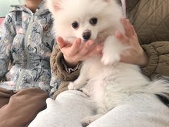 -全心全意连锁动物医院·微创中心·内科急重症·心脏专科(丰管路店)