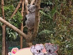 -广州长隆野生动物世界