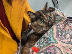 -北京赛佳动物医院