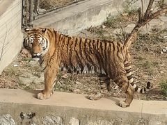 -石家庄市动物园