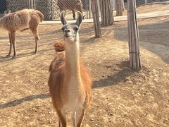 -石家庄市动物园