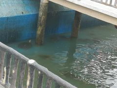 -广东惠东海龟国家级自然保护区