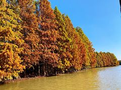 -上海海湾国家森林公园