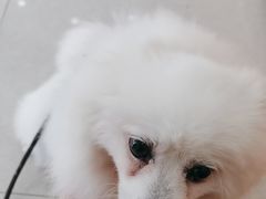 -瑞鹏宠物医院·骨科·猫科·内科(第一中心)
