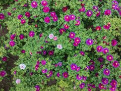 -洛阳市隋唐城遗址植物园