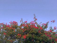 -花博汇(知音花月夜)