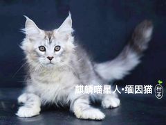 -70cat德文卷毛猫·缅因猫纯种猫舍