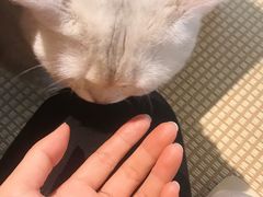 -喵屿·大理花园猫咖