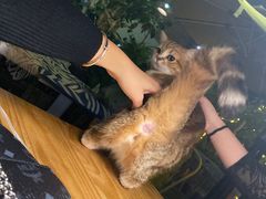 -咖法森林·咖啡  酒吧(天河店)