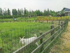 -田园东方蜜桃村的田野营地