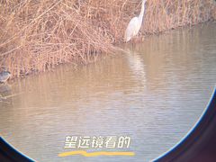 -盐城丹顶鹤湿地生态旅游区