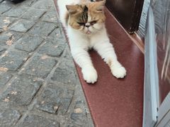 -猫岛主趣味餐厅(鼓浪屿店)