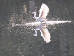 -重庆彩云湖湿地公园