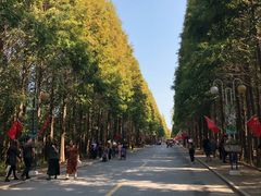 -日照海滨国家森林公园