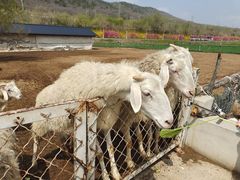 -大连铭湖国际观光牧场
