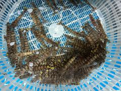 -宾朋海鲜特色美食餐厅·纯手工鲅鱼水饺(兴海路店)