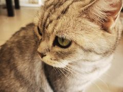-平行世界·猫咖(首经贸店)