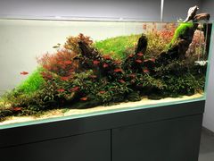 -ADA自然水景世界