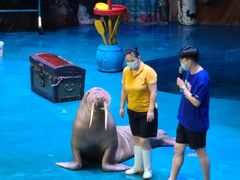 -烟台海昌鲸鲨海洋公园