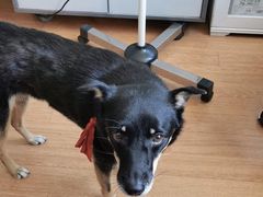 -北京观赏动物医院·24小时大型综合·猫专科·异宠专科