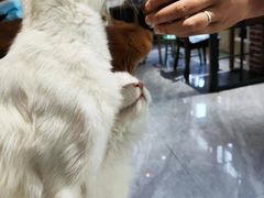 -猫小院猫主题餐厅(南锣旗舰店)