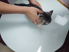 -宠福鑫康馨动物医院·骨科·眼科