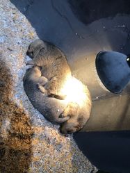 -酷嗒动物文化乐园(cutezoo西溪乐天城店)