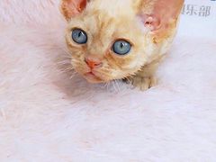-十年猫舍·猫咪专门店(普陀店)