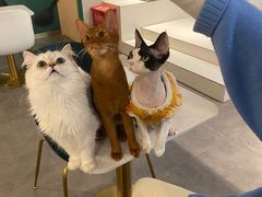 -飞行喵MR PILOT|猫舍·猫咖(静安大融城店)